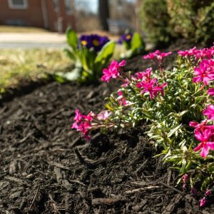 Premium Black Mulch