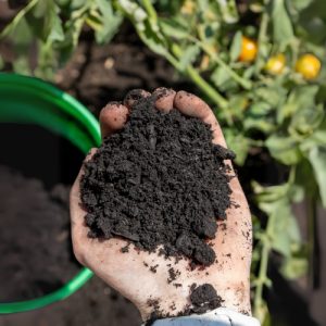 Black Gold Compost