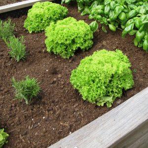 Raised Bed Garden Mix