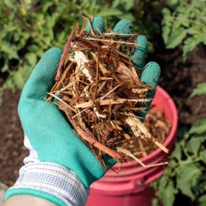Cedar Mulch