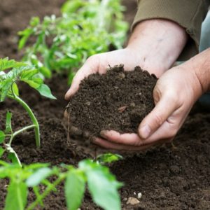 Topsoil Plus