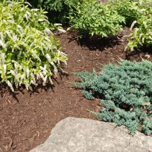 Premium Oak Bark Mulch